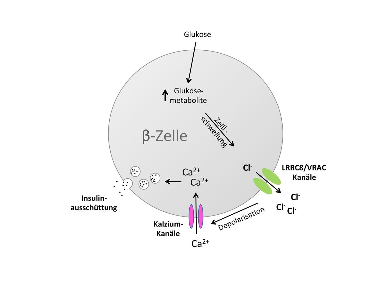 Zelldruckventil Erhoht Zuckerempfindlichkeit Insulin Produzierender Zellen Mdc Berlin