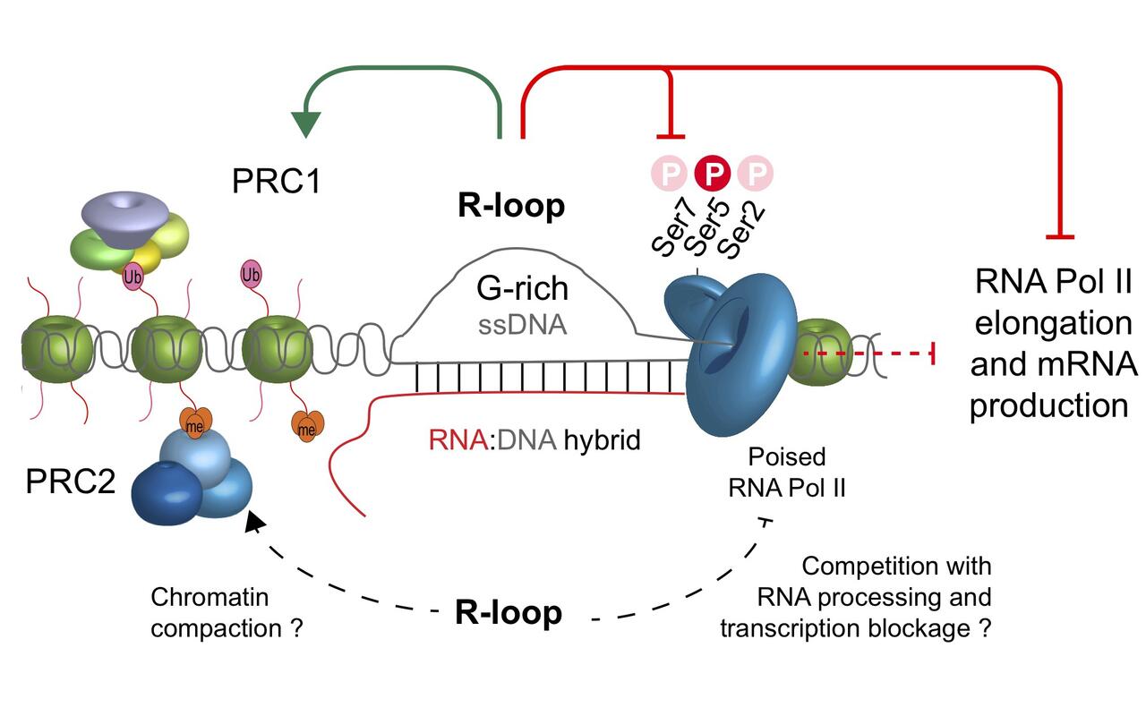 enigmatic loop in the genome mdc berlin