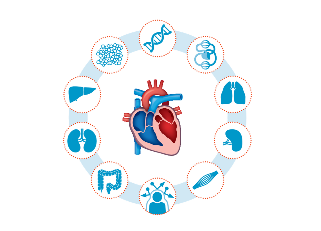 Towards a better understanding of heart failure | Max Delbrück Center