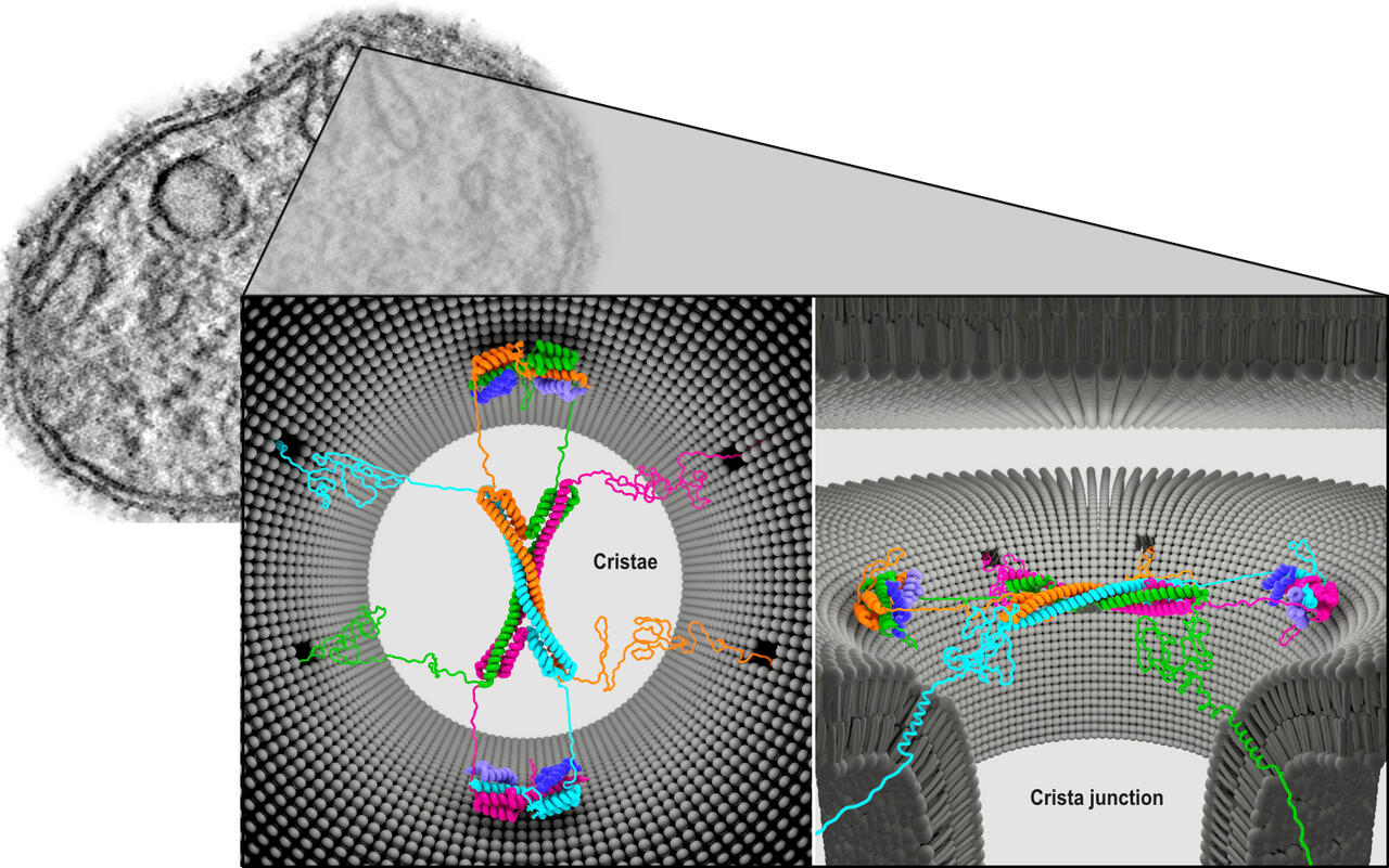 Diagramme Des Mitochondries A Day In The Life Of Mitochondria Reveals