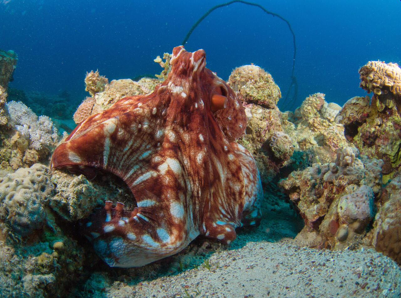 Was Oktopus und Mensch verbindet | Max Delbrück Center