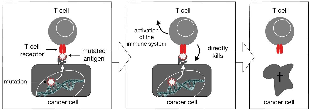 Gene therapy: T cells target mutations to fight tumors | Max 