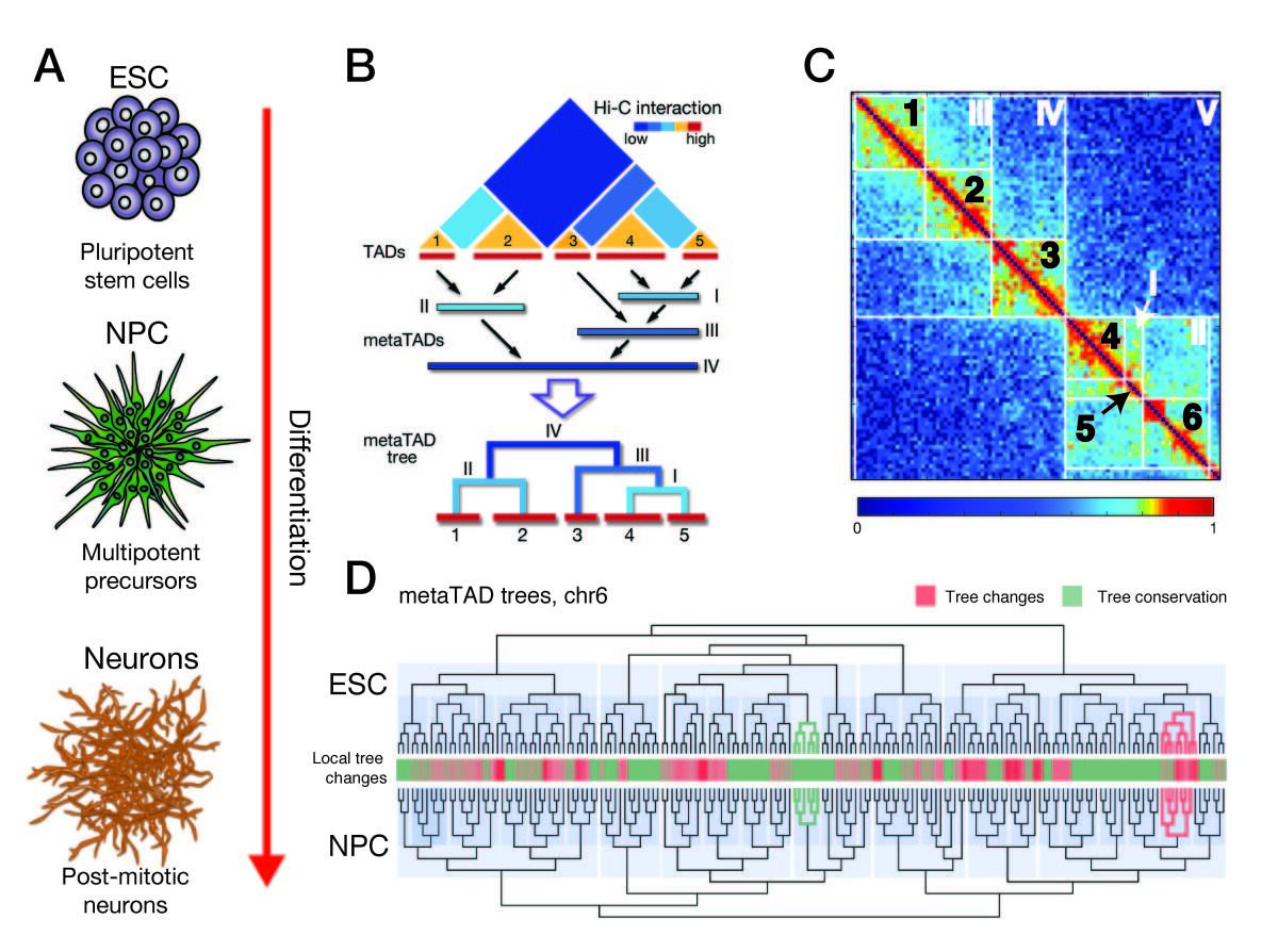 changing-architecture-a-new-understanding-of-the-spatial-organization-of-our-genome-max-delbr-ck-center
