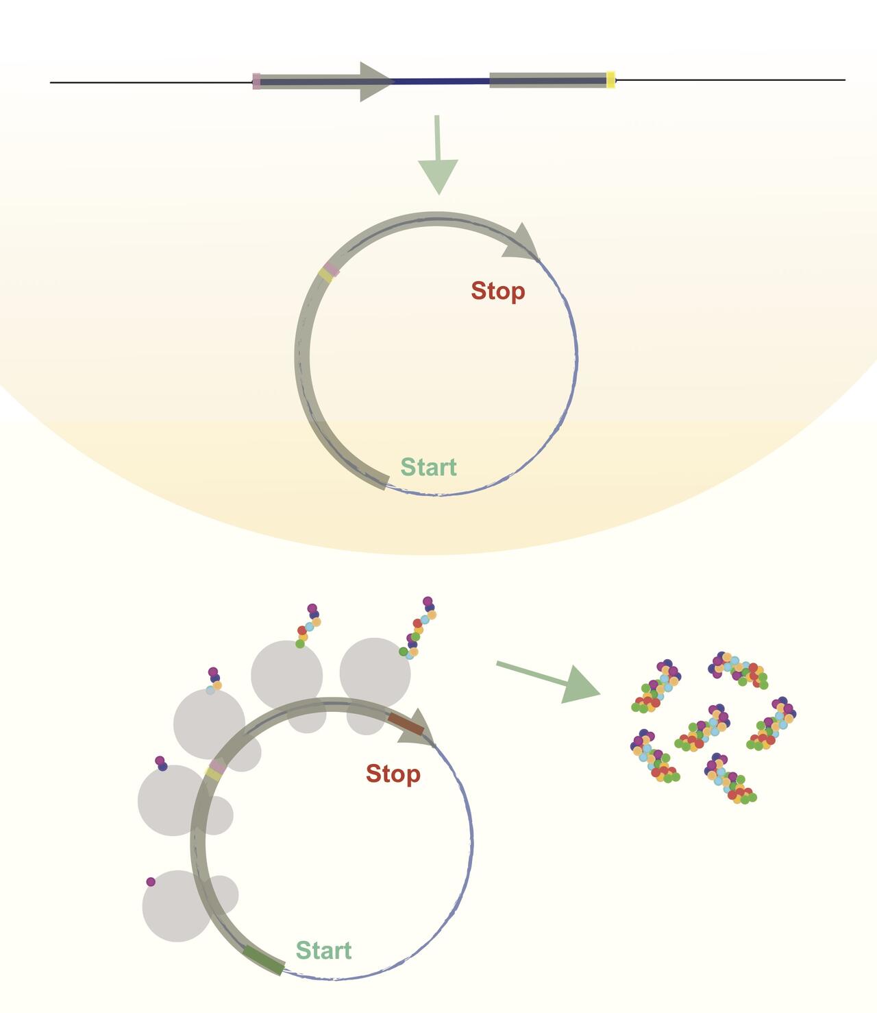 new study shows circular rna can encode