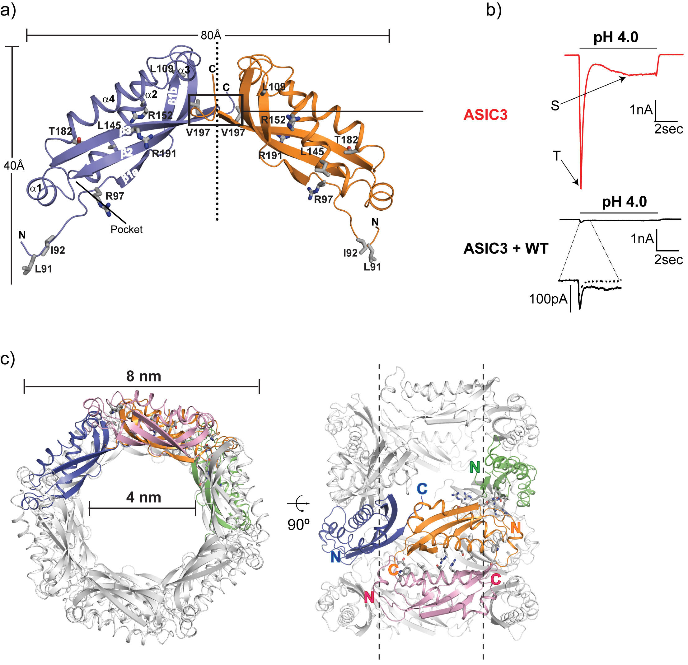 Stomatin proteins | Max Delbrück Center for Molecular Medicine