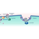 G-Protein, Cyclic AMP