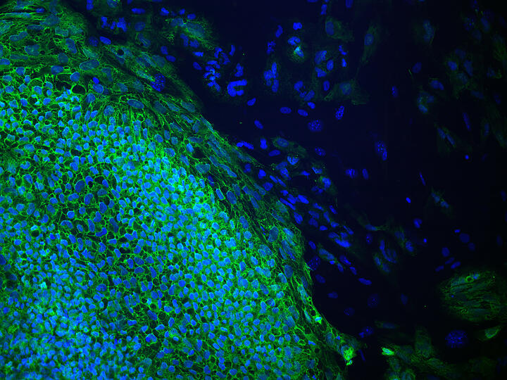 induced pluripotent stem cells in a pluripotency test