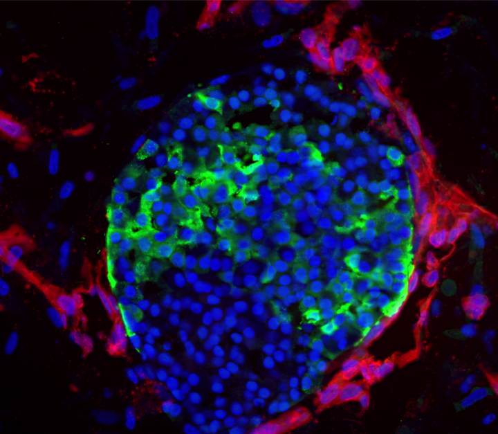 wissenschaftliches Bild
