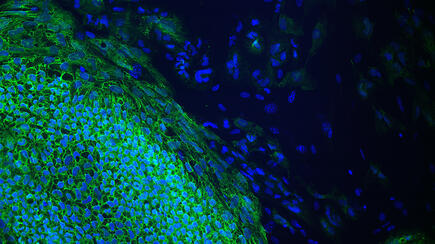 induced pluripotent stem cells in a pluripotency test