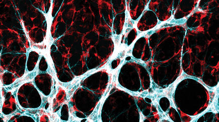 Wachsendes Blutgefäßnetzwerk in der Netzhaut der Maus
