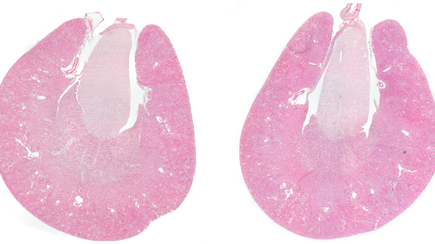 Wissenschaftliche Abbildung von zwei Nieren