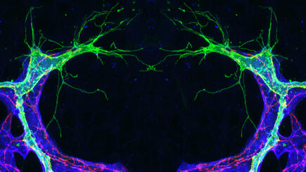 microscopic image