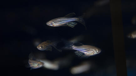 zebrafish