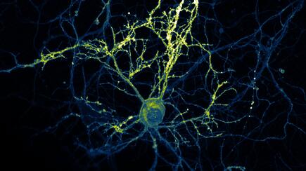 Scientific image