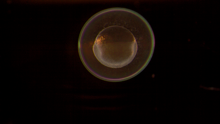 One-cell zebrafish embryo