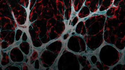 Blood Vessels