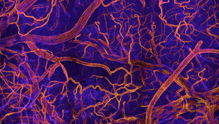 Wissenschaftliches Bild: Blutgefäße