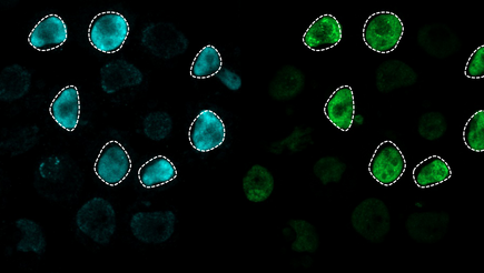 Rhinoceros pluripotent stem cells