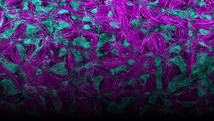 Zellbild in magenta und cyan