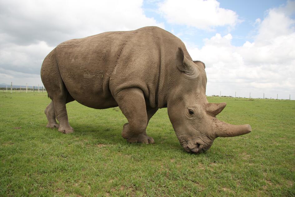 First steps to rescue the Northern White Rhino
