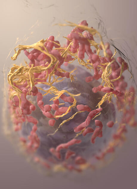 Cancer | Dr Qaisar Ahmed MD, DHMS