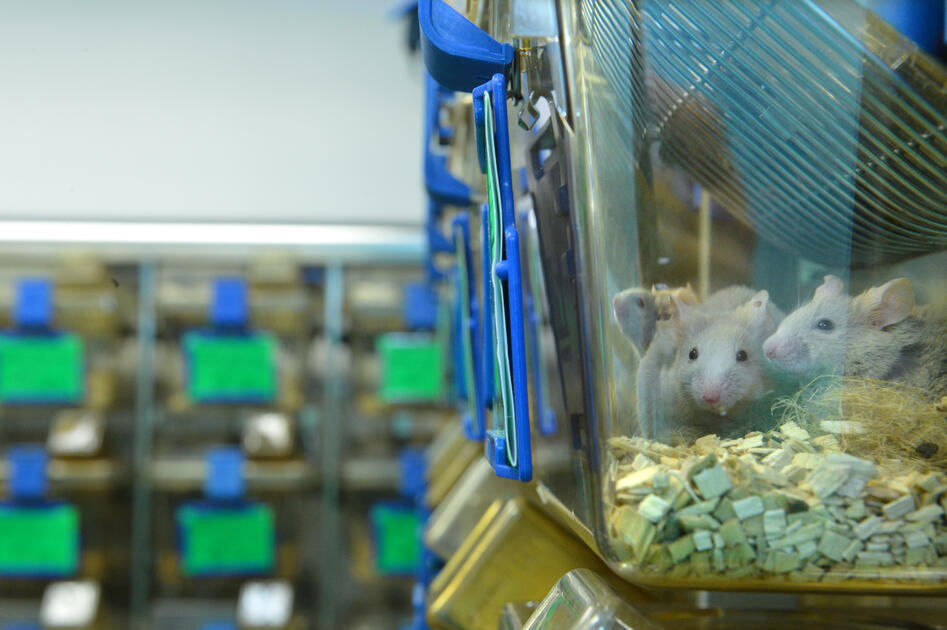 Animal Facilities and the 3Rs | Max Delbrück Center Animal Facilities and the 3Rs | Max Delbrück Center