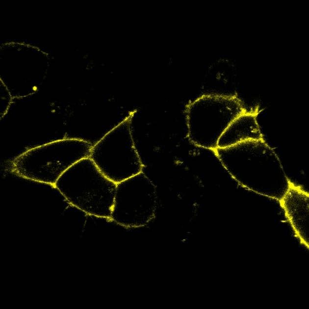 Reassessing how cells respond to drugs | Max Delbrück Center
