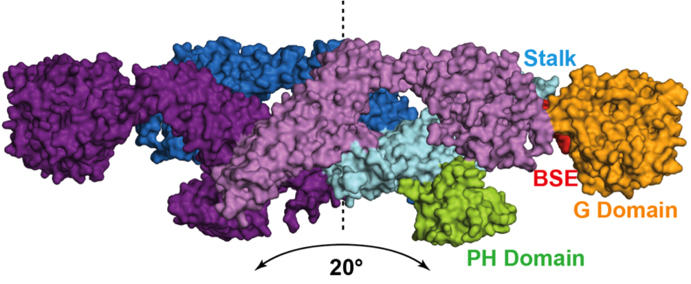 Bent to the task: New dynamin structure reveals how it wraps around ...